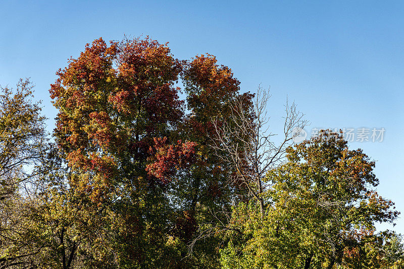 安纳托利亚枫香树(Liquidambar orientalis)是阿丁科植物